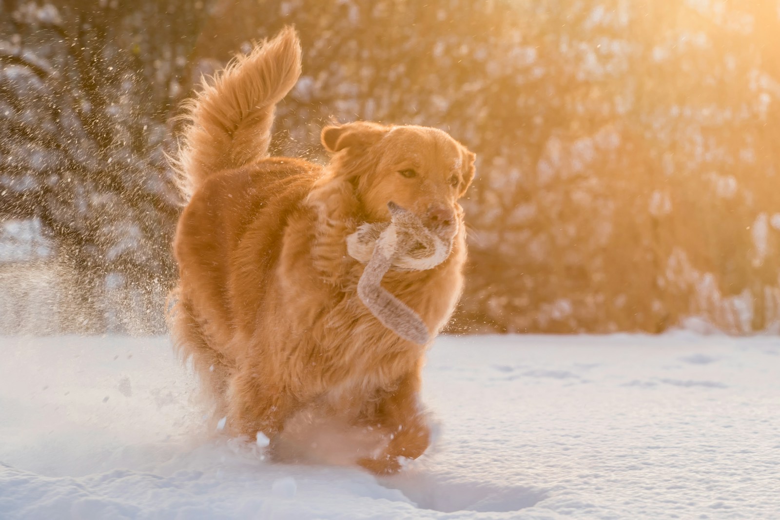 dog running on show